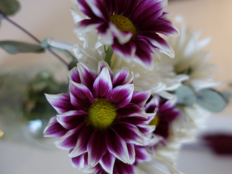 midsommar_stettin_utvald midsommar_stettin_utvald